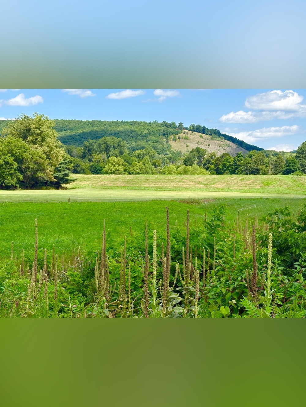 Lush Green Field Landscape Photograph Print - Unbranded